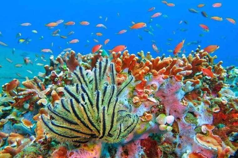 Japanese shipwreck dive site